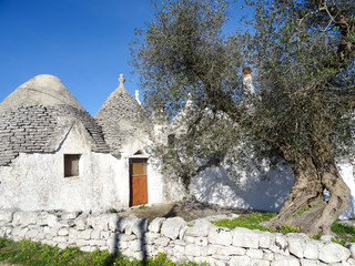 Trulli, traditional old houses with olive tree in Puglia, Italy