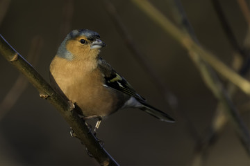 Male Chaffinch