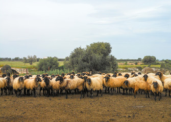 Moscia leccese sheep, Puglia. Italy