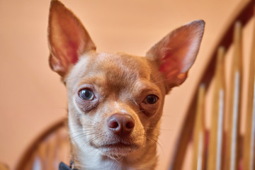 Lovely red chihuahua at home on a very cute chair