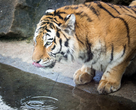 Tiger having a drink