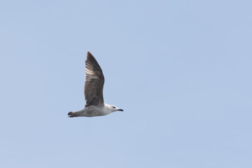 seagulls in flight