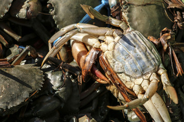 Fresh crabs on the market in Yangon, Myanmar