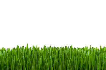 Grüner Rasen als Hintergrund Textur 