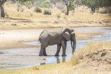 Obraz premium Close up of Elephant in Streem 3642