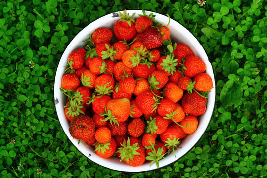 Juicy strawberries in a bowl on the grass