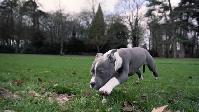 American bully puppy