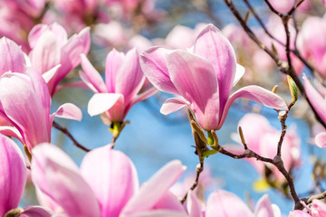 Obraz premium Magnolien blühen im Frühling