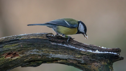 Great Tit in winter