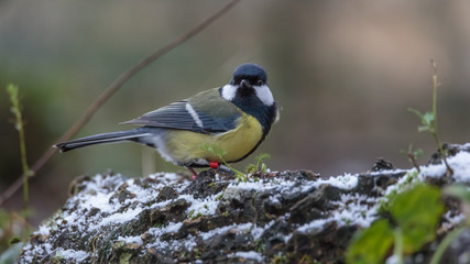 Great Tit in winter