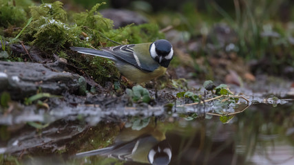 Great Tit in winter