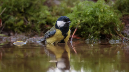 Great Tit in winter
