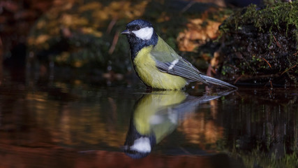 Great Tit in winter