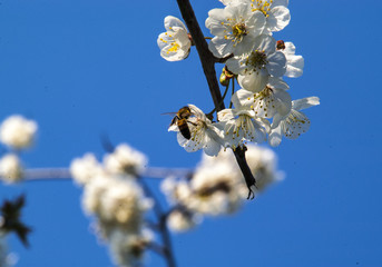 i'm working for you (lavoro per voi)