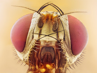 Drosophila melanogaster fruit fly extreme close up macro