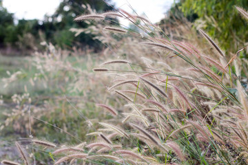 Long brown wild grass blowing in the wind.