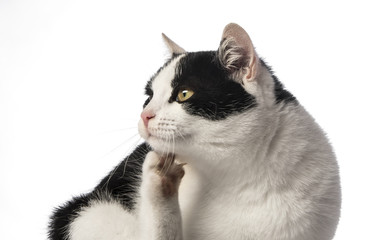 black and white cat close up - rumble - fleas