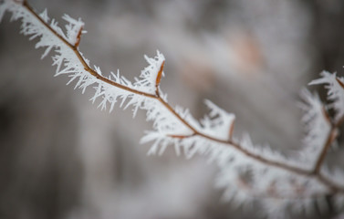 Zamrożona gałąź  © piszczke