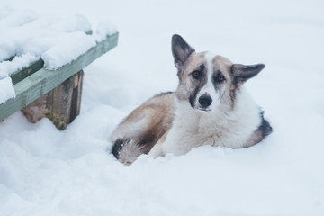 Homeless sad lonely dog lying near the bench in the snow
