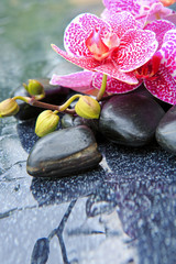 Obraz na płótnie Canvas Zen basalt stones and pink orchid .