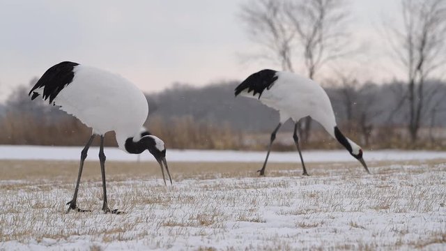 4k video of Beautiful Dancing and flying Red-crowned crane bird from kushiro hokkaido japan in winter season , Courting animal behavior