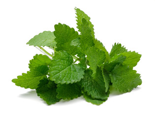 Melissa, Lemon balm