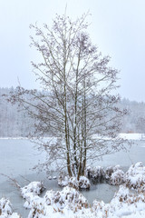 Tree in front of a frozen pond