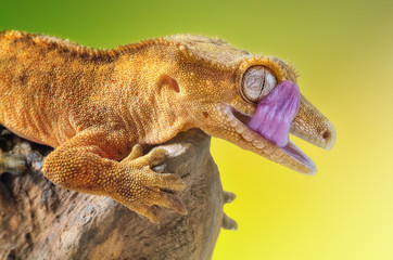 Crested gecko lick his eye - obrazy, fototapety, plakaty