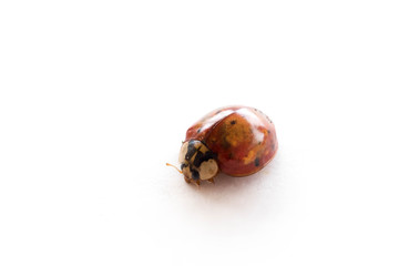 Ladybug Isolated