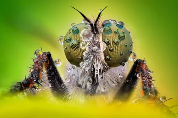 Afwasbaar Fotobehang Macrofotografie Extreem scherpe en gedetailleerde macro van roofvlieg