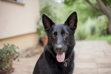 MARCH 2017 - IZLAKE, SLOVENIA: A friendly German Shepherd posing for her picture