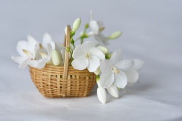 Fototapeta na wymiar Wrightia flower in tiny bamboo basket