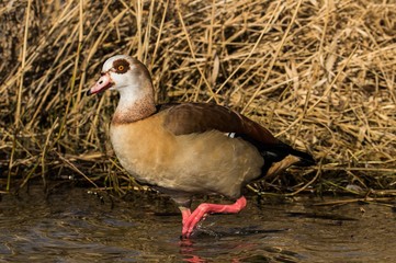 Nilgans läuft durch den Tiefersee in Babelsberg