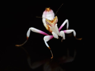 Hymenopus coronatus  mantis nymph on black background