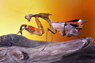 Scary Malaysian Dead Leaf Mantis/Praying Mantis/ (Deroplatys Dessicata) extreme sharp and detailed portrait macro
