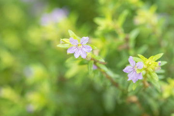 pink flowers in the garden