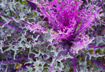 Colorful decorative cabbage closeup