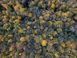 Forêt Automne