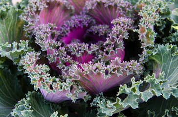 Colorful decorative cabbage closeup