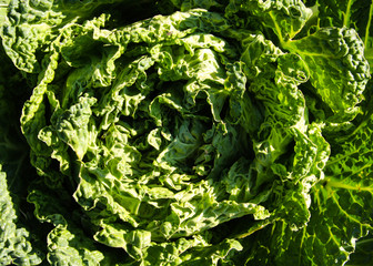 Colorful decorative cabbage closeup