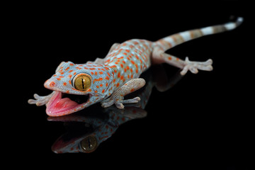 Toke gecko frightening macro on black background