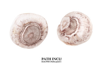 Botanical watercolor champignons