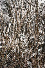 willow twigs with snow icing
