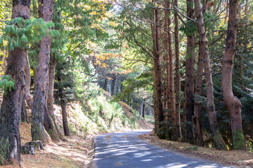 Autumn road in forest