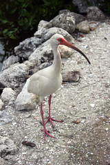 White Ibis