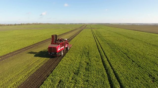 Aerial view of the modern combine harvester harvesting tubers of sugar beet. 4K