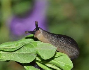 A Black Velvet Leatherleaf slug (Belocaulus angustipes) crawling its way over a flower garden....