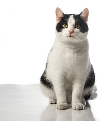 Fototapeta na wymiar black and white cat close up on a white background