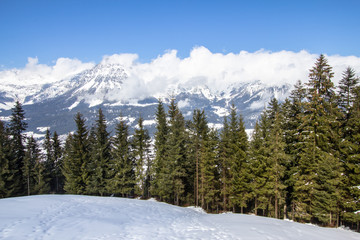 Kaiser Mountains and pine forest, Austria