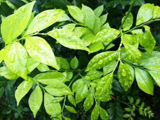 Young shoots germinate early in the morning